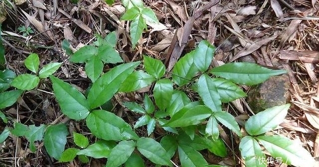  热炒■农村一种野草，以前热炒到1200元一斤，现在价格跌入谷底