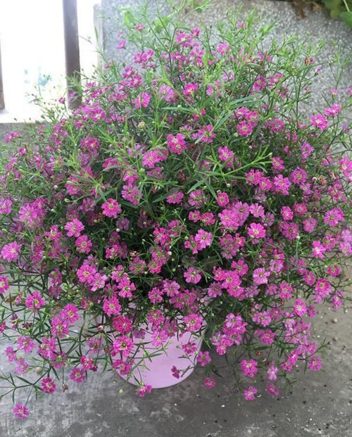  『种植』“吉普赛”花量超多，易爆盆，花色美丽，种植容易，盆栽养花选它