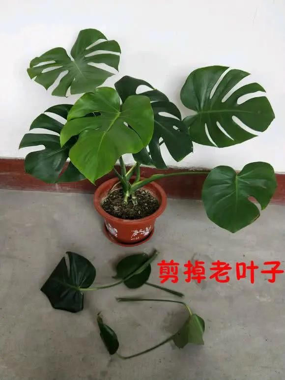  『龟背竹』龟背竹不开背，这里叶子快摘掉，7天就能裂开！