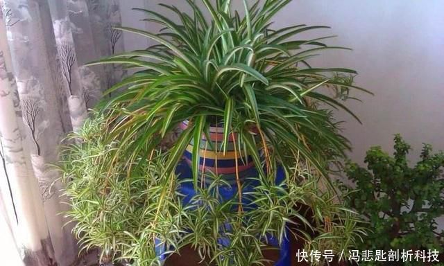  「花亭顶部」盆栽吊兰，株型优美、花亭独特，要如何管理呢？