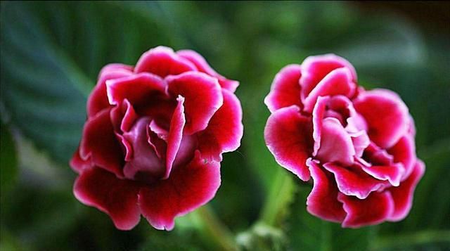  漂亮：3种花非常漂亮，花大色艳四季开花，好养易活不操心，谁养谁喜欢