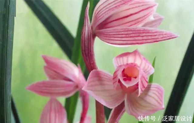  花香|酒香味的兰花你闻过吗？最美荷瓣兰，花色粉红，叶片金边亮眼