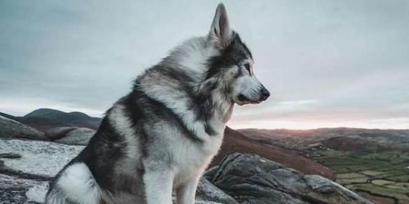  『享年』《权力的游戏》“冰原狼”演员因癌症去世 享年十岁