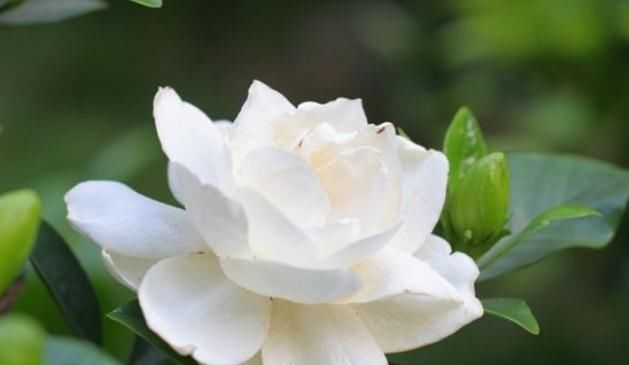  栀子花|栀子花开，喝点“自制水”，花芽不停蹿，花朵一开“满盆旺”