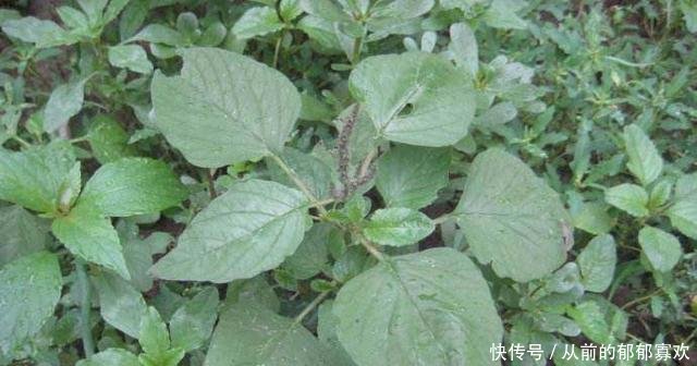 农村最野蛮的杂草，农民都拿去喂猪，却不知是抗癌良药，作用大