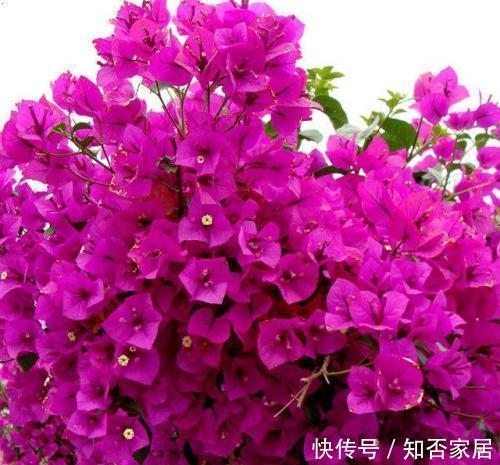 拥有|家里养花选它,一年四季都有花赏,值得拥有!