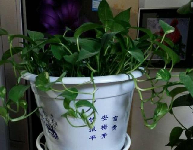  #花友#绿萝虽然很平常，打扮一下也能很惊艳！做一做造型，好看不少哦！