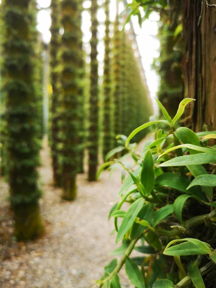 一株“仙草”带动绿色蝶变 乐清大荆石斛产值超20亿元