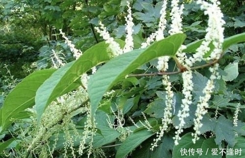 『撑破』墙上的1种“野草”，繁殖快，看到1棵“拔1棵”，根茎能撑破墙壁