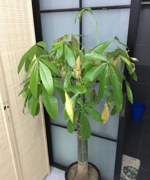  『新芽』立春给发财树“剃剃头”，新芽蹿的快，树冠长成伞，茂密油绿