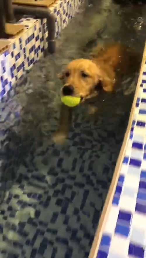 狗狗咬球初次学游泳,主人一旁默默守护,温馨画