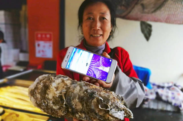 大海蛎子肉比手机屏幕还大 最大一只超过3斤 