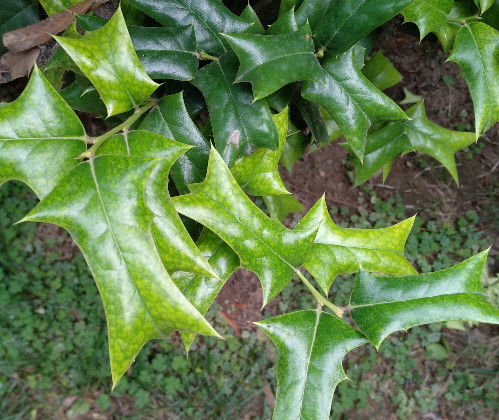 枸骨长出的叶子形状奇特,结出果实经久不落,常常被当做圣诞树