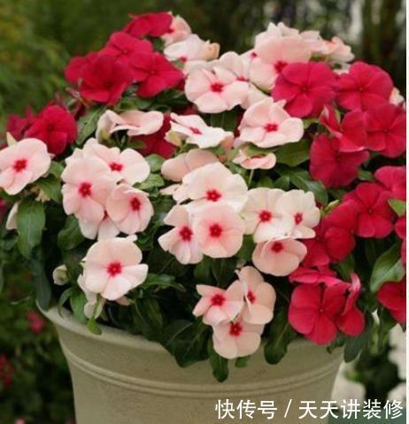 「旺盛」夏季最爱爆盆花草,不惧酷热,越晒越开花,越热长的越旺盛