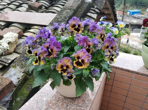  琉维草：新型盆栽绿植—琉维草，花色美丽，四季开花，种植容易，值得拥有
