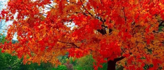 醉美庭院，有这些植物就够了！