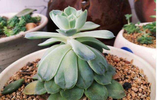  #充足#多肉徒长砍头、撸叶就行？错，正确解决徒长的方法是这样的！
