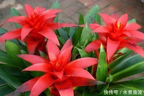 摆在:有钱人最喜欢这3种“花”,摆在家里镇宅旺财,四季常青开花不断
