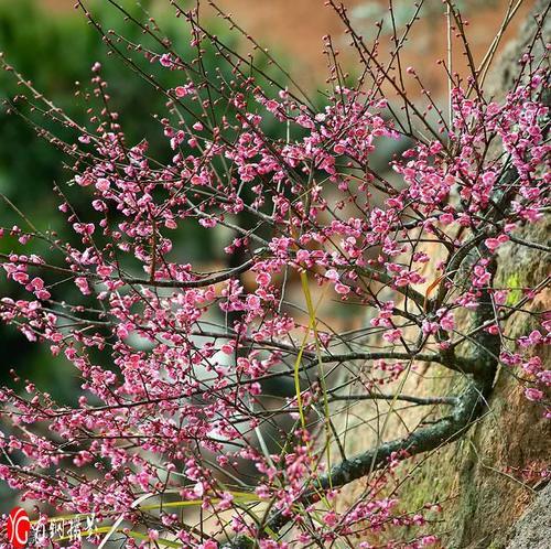 一大波龙泉梅花来袭！新的一年 就从赏梅开始吧