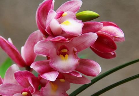  养兰■此兰花，香气最浓郁，花量极多，花色鲜艳夺目，爱好养兰的首选