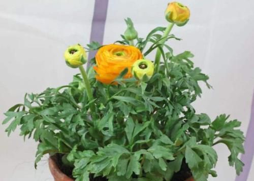  「此种」此种植物株型似芹菜、花开如玫瑰，好看又好养，盆栽需谨记3点