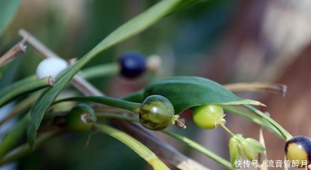 农村有种野果，30元一斤，原来当门帘现在成紧俏货！