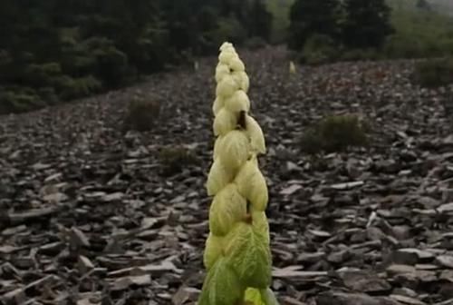 川藏线上看到“大白菜”，千万不要摘，游客：我又不傻，“赔钱货