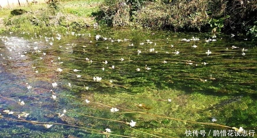  植物@农村最娇贵的野菜，连化肥都不能用，曾多到喂猪，如今成保
