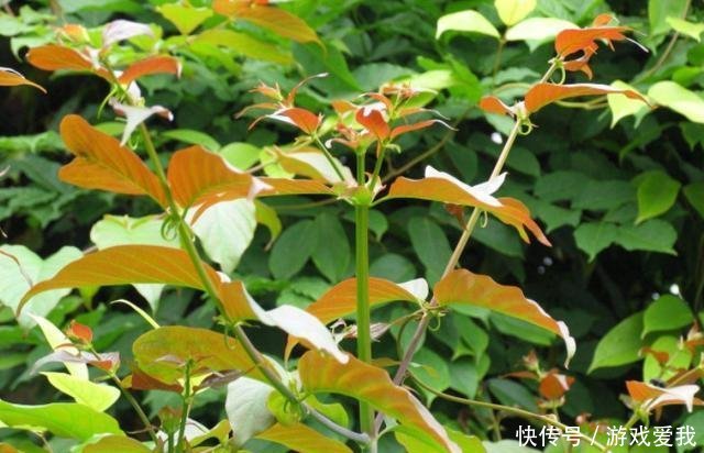 农村一种野草,价值珍贵30一斤,农民种植发家致富,住上小洋楼！