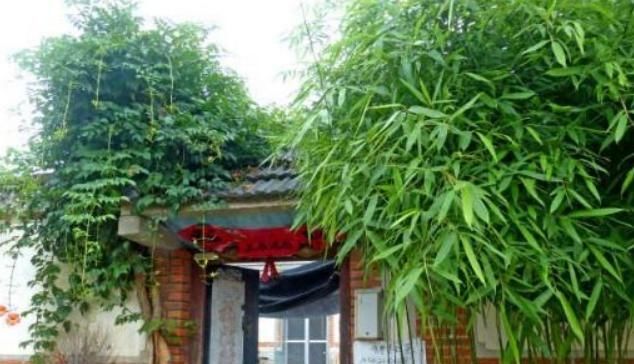  科学依据■“门前种竹，做人狠毒”这句农村俗语说法对吗？有何