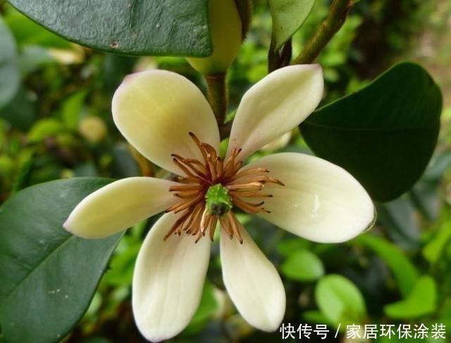  家里|这花只开一半花，香味却能飘老远，养在家里闻花香