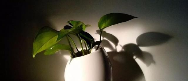 绿萝:绿萝长高了怎么办,绿萝的功效与作用