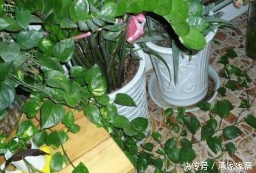  养花：客厅这四个地方不要养花，养了也要尽快搬走，别不当回事！