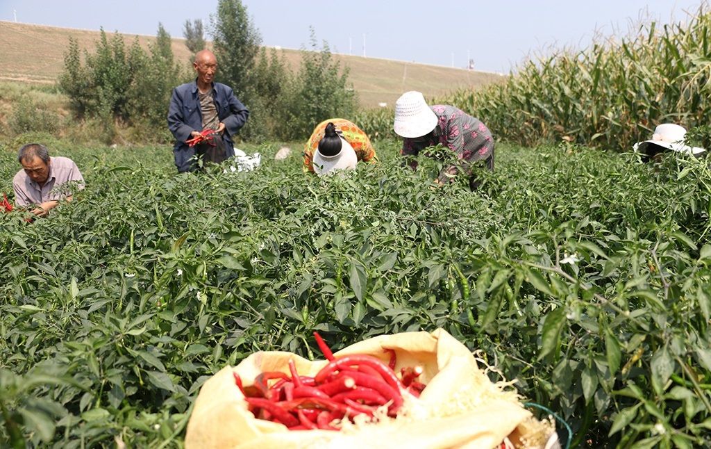 农村大伯种植的辣椒，做了辣椒酱，年赚上万元