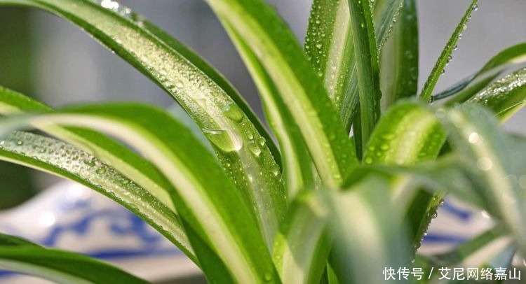 金边吊兰|只了解自家养的是吊兰?吊兰分为这六类,你家养的是哪一种?