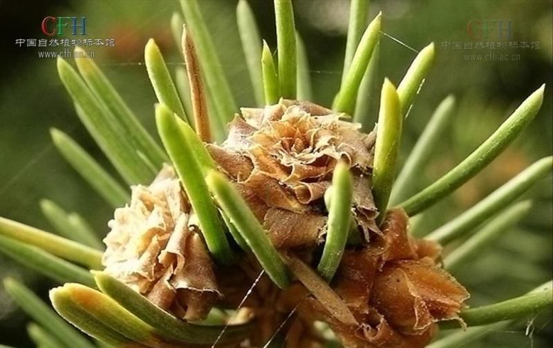  「养花常识」白扦树皮灰褐色，裂成不规则的薄块片脱落。