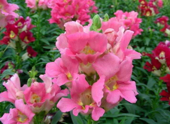  #花色#喜欢在家中养护花卉，就选5种花色多样，花期长，开花爆盆的花