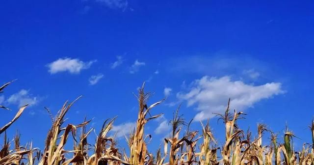  「玉米」刚在老家地里看到的画面，是谁的爹娘？很多人看完湿了