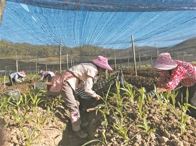 生物药种植成为群众增收致富新兴产业