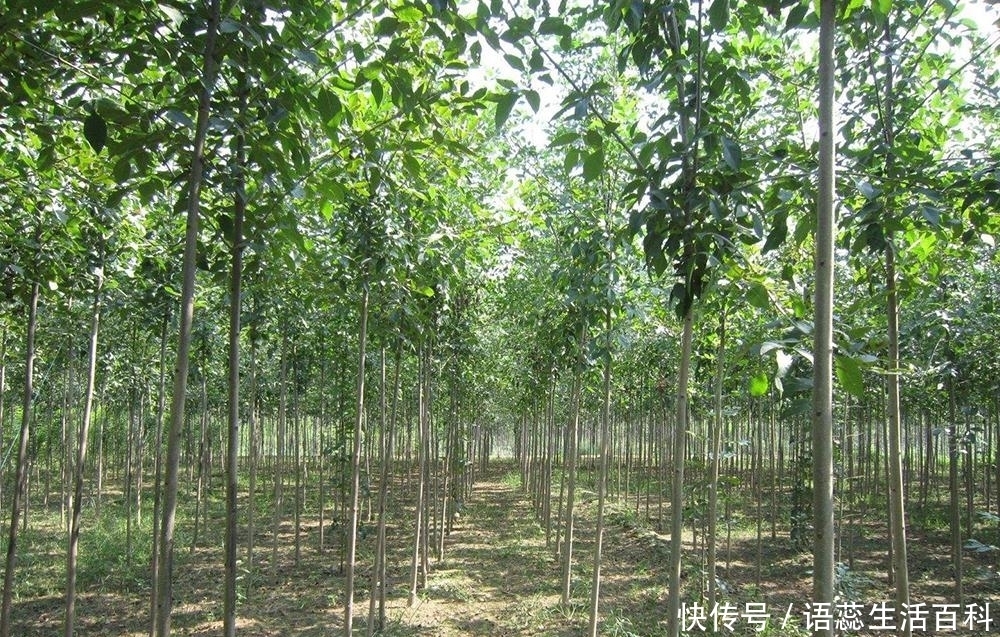  我国|农村树上一种“雪花”，仅我国才有，出口日本150元一斤成
