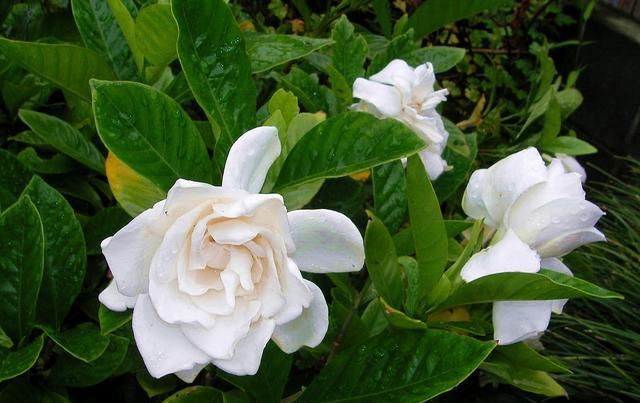  『不再』栀子花花期有多长？什么季节盛开？知道这2点，不再错过美丽花景