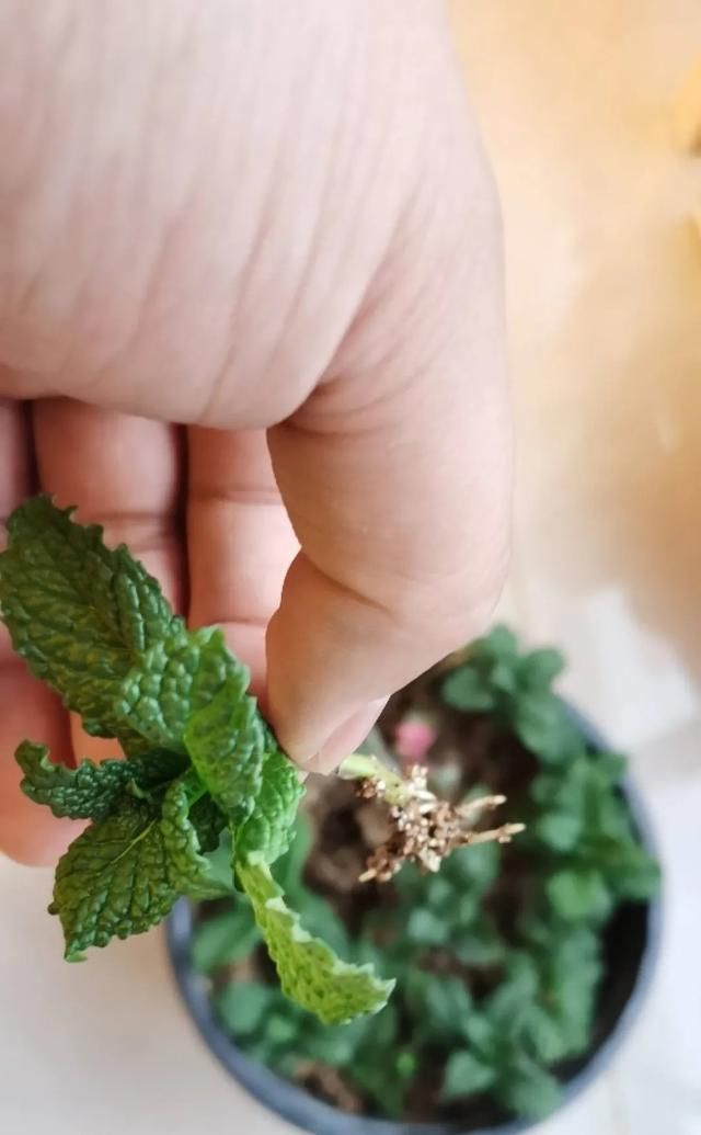 『薄荷的叶片』薄荷养厨房,掐一把就能做菜吃,越晒太阳越爆盆!