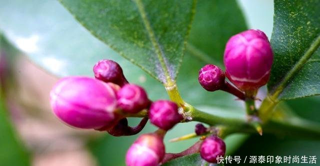 『更早』怪奇公社盛开一种比腊梅更早的花，是季节错了，还是花错了！