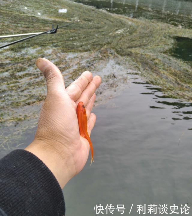  #把它放生#海淀区昆玉河，鲫鱼开口，送你钓小鱼攻略