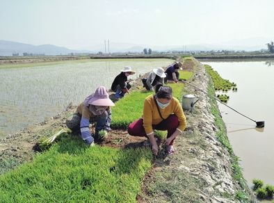  [农业农村部]紧急行动！沙漠蝗入侵云南，还有更严重的“幺蛾子”！