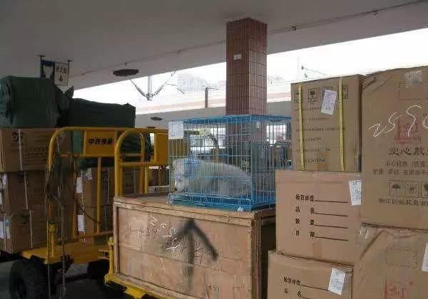 有没有宠物托运