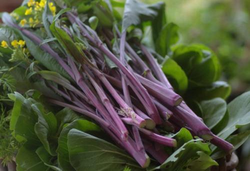  红菜苔：南方的红色蔬菜，曾与武昌鱼齐名，一季可摘8次，北方很