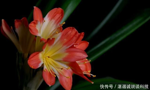  花园@养花就养盆好养的，耐热耐寒不怕晒，阳台上放几盆，养出美丽花园