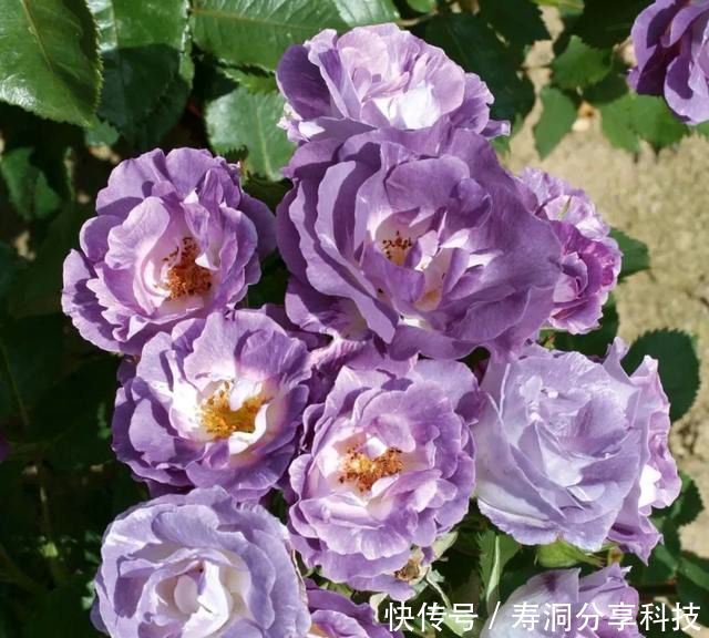 「品种」梦幻悠长,无法抗拒,月季的那抹蓝紫色美得清凉又高级!