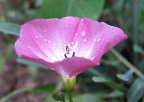 #家里#4种盆栽花卉,放家里贼好看,好养易爆盆,给点阳光就疯狂开花